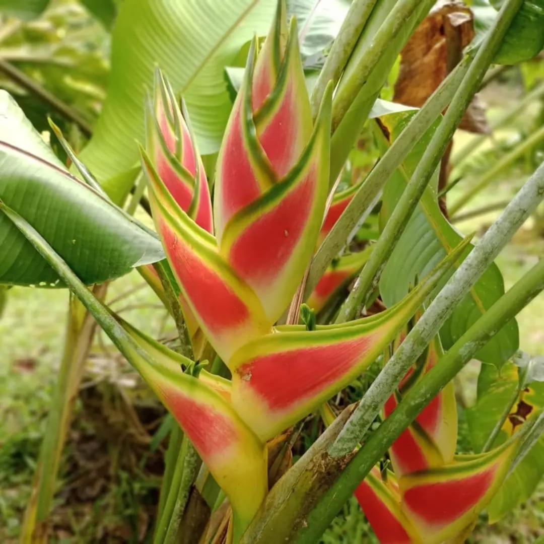 Apartamento Glamping Naioth Guápiles Exterior foto